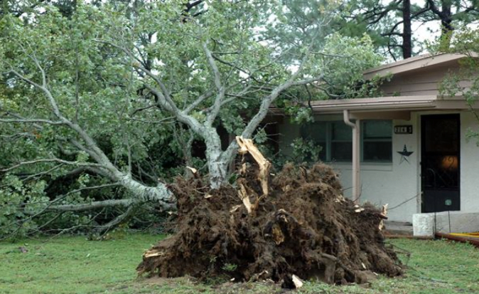 Dangers Associated with Damaged Trees in Your Property | Elite Maritime ...